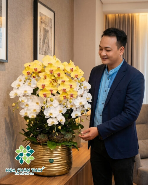 Chậu lan hồ điệp vàng chanh 10 cành – Hoàng Tụ