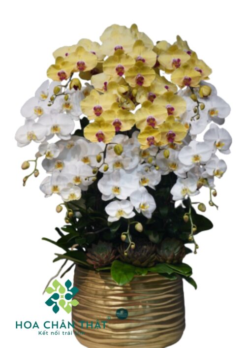 Chậu lan hồ điệp vàng chanh 10 cành – Hoàng Tụ