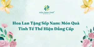 Hoa Lan Tang Sep Nam Mon Qua Tinh Te The Hien Dang Cap