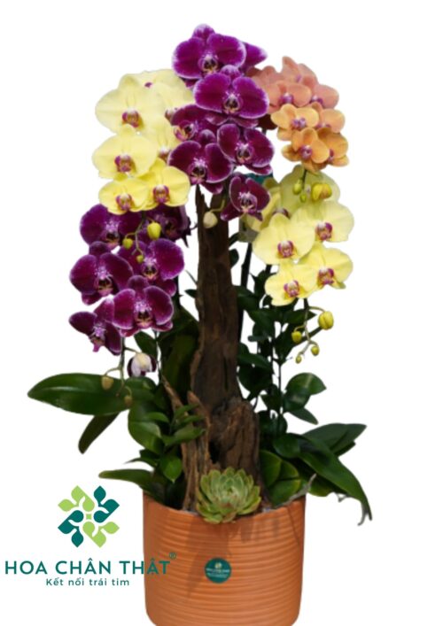 Lan Hồ Điệp Ghép 5 Cành Mix Cam Vàng Tím -Tam Sắc