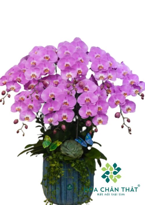 Lan Hồ Điệp Hồng 9 Cành – Thiên Hương