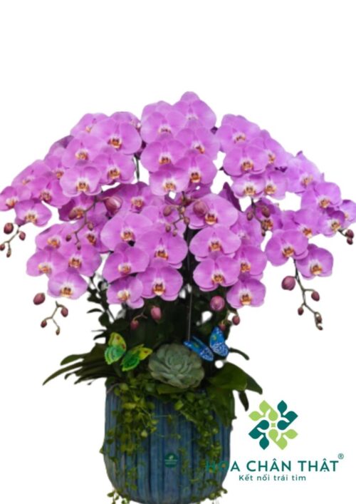 Chậu Lan Hồ Điệp Hồng 9 Cành – Thiên Hương