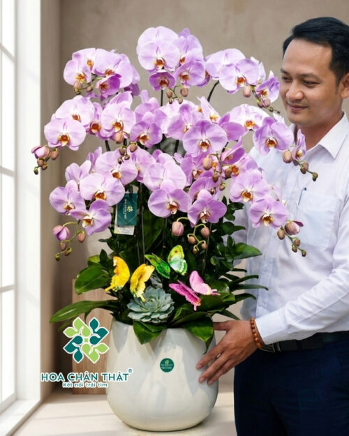 Lan Hồ Điệp Hồng Nhạt 10 Cành – Bích Ngọc