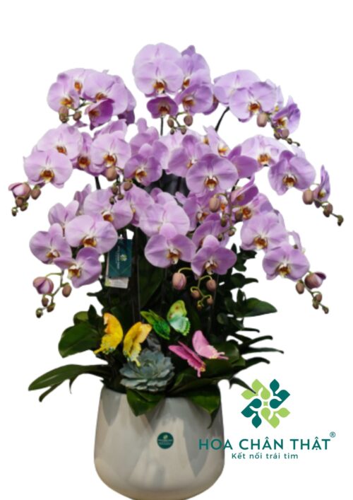 Lan Hồ Điệp Hồng Nhạt 10 Cành – Bích Ngọc