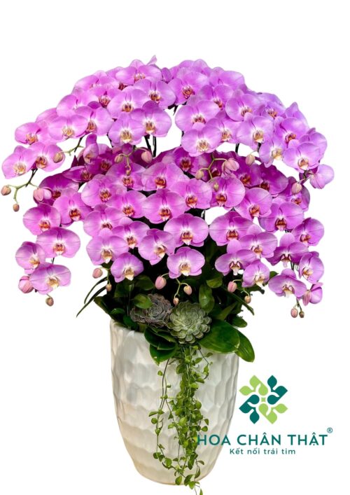 Lan Hồ Điệp Hồng Tím 10 Cành – Phú Quý