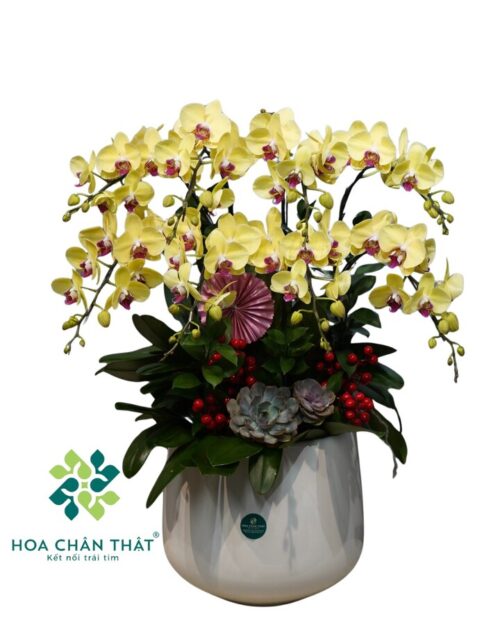 Lan Hồ Điệp Vàng 8 Cành – Minh Hoàng
