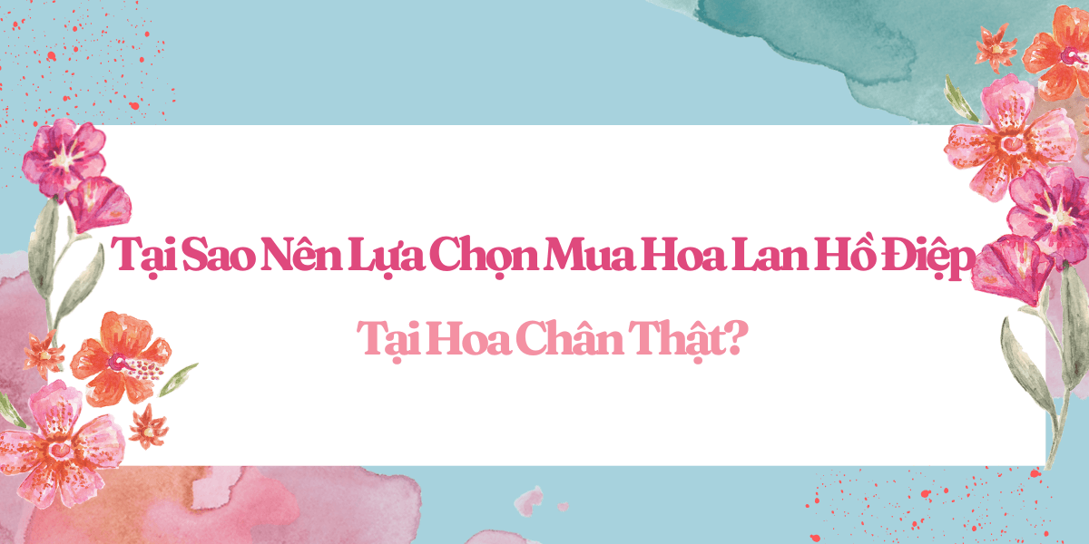 Tai Sao Nen Lua Chon Mua Hoa Lan Ho Diep Tai Hoa Chan That 1