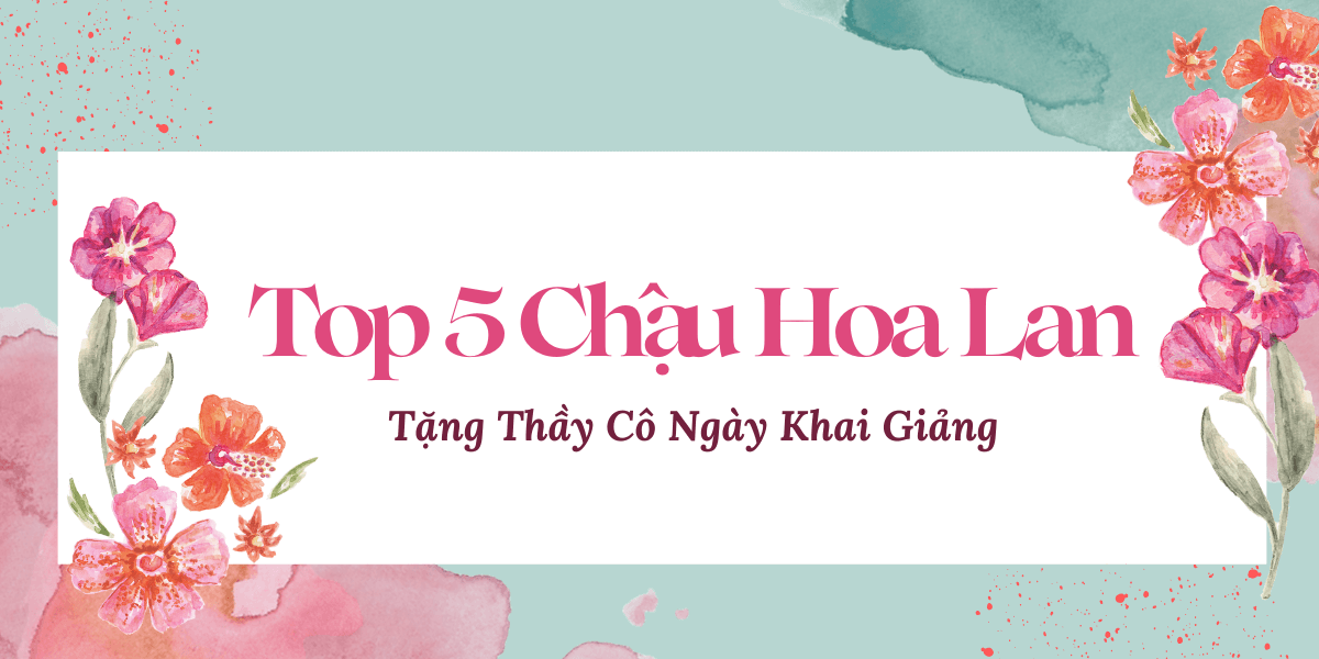 Top 5 Chau Hoa Lan Ho Diep Tang Thay Co Ngay Khai Giang 1