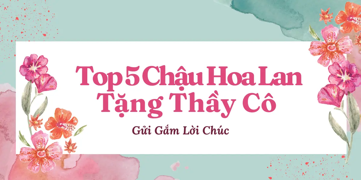 Top 5 Chau Hoa Lan Ho Diep Tang Thay Co – Gui Gam Loi Chuc