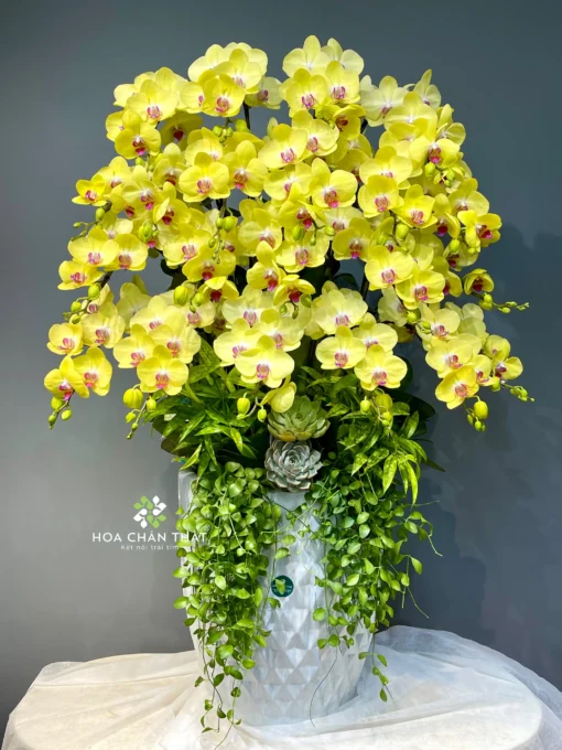Vang 21 canh Kim Vy scaled