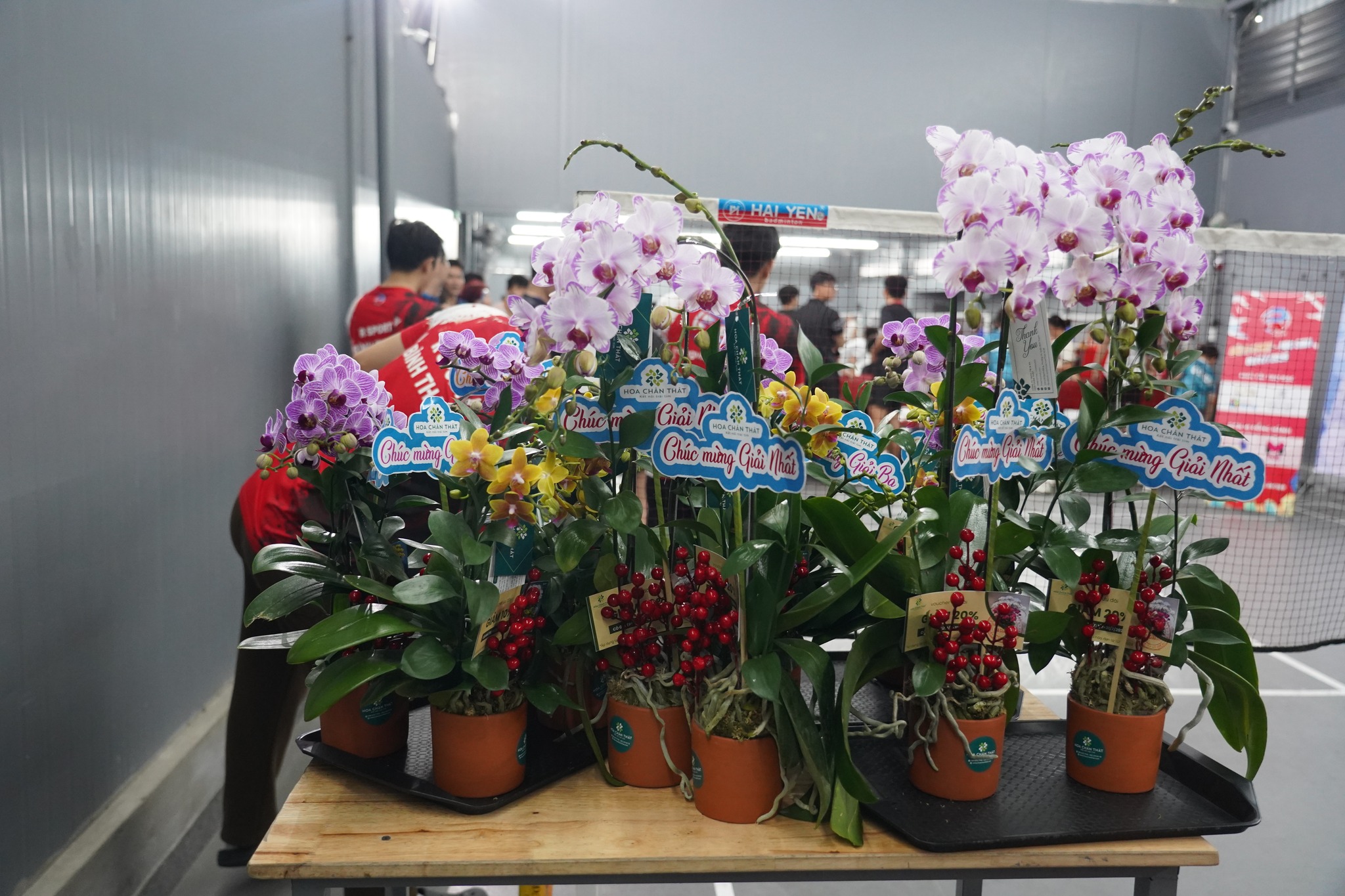 Chậu Hoa Lan Hồ Điệp Để Bàn – Top Những Mẫu Hoa Đẹp Nhất