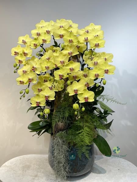Chậu Hoa Lan Hồ Điệp Để Bàn – Top Những Mẫu Hoa Đẹp Nhất bang vang