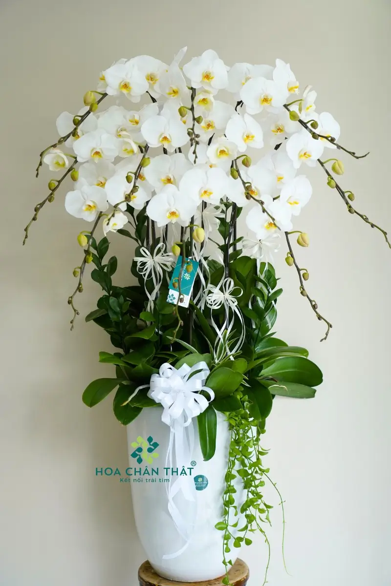 Hoa Lan Tặng Sếp Nam: Món Quà Tinh Tế Thể Hiện Đẳng Cấp Hoa Lan Tặng Sếp Nam: Món Quà Tinh Tế Thể Hiện Đẳng Cấp