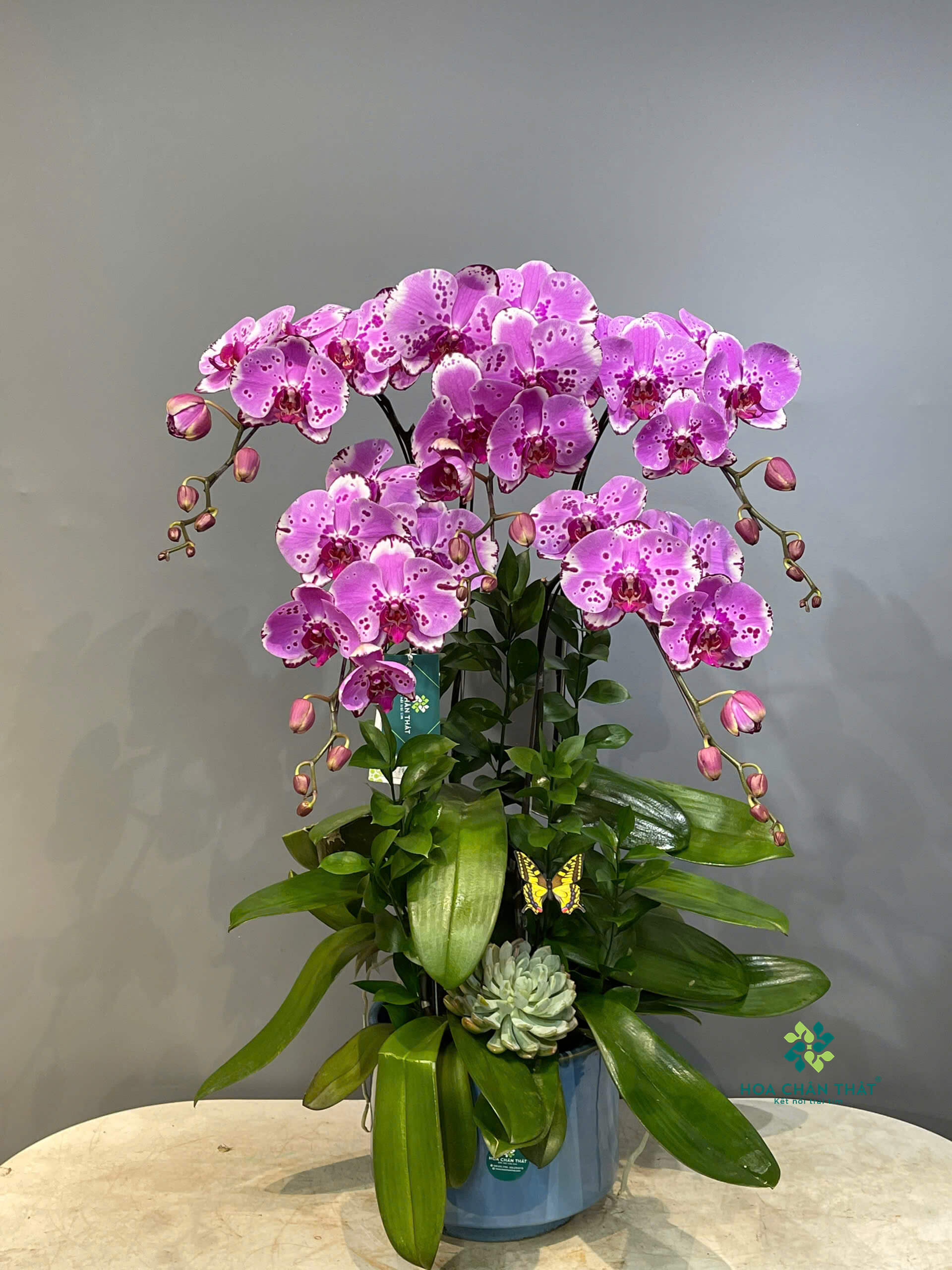 Lan Hồ Điệp Mùa Vu Lan – Dâng Cúng Chùa, Gửi Gắm Lòng Hiếu Đạo e0959acaf6eb40b519fa4 1