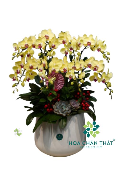 Lan Hồ Điệp Vàng 8 Cành – Minh Hoàng