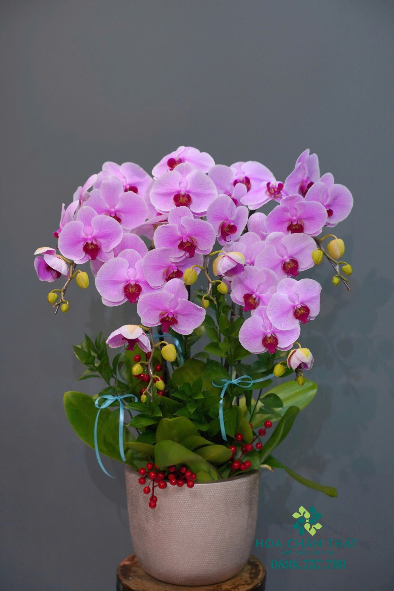 Shop Hoa Lan Hồ Điệp Sang Trọng Uy Tín Tại HCM Shop Hoa Lan Hồ Điệp Sang Trọng Uy Tín Tại HCM