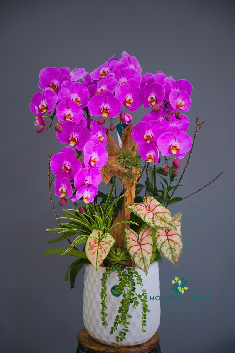 Shop Hoa Lan Hồ Điệp Sang Trọng Uy Tín Tại HCM hoho