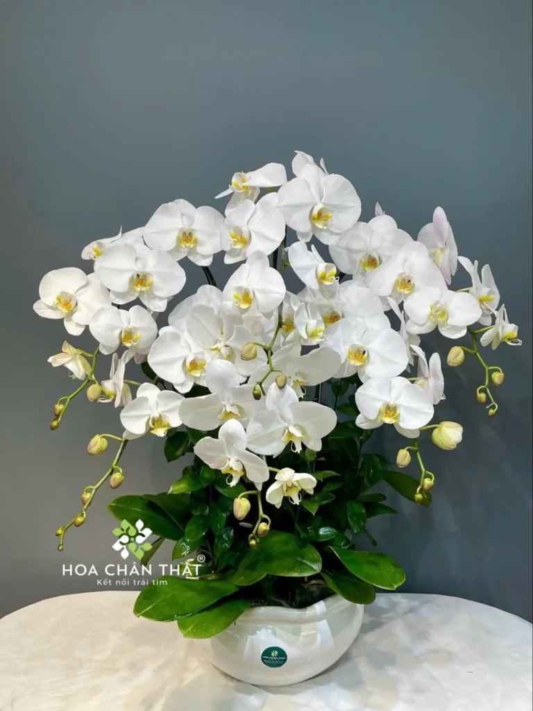 Lan Hồ Điệp Cho Mùa Vu Lan – Lời Tri Ân Cha Mẹ Cùng Hoa Chân Thật hu