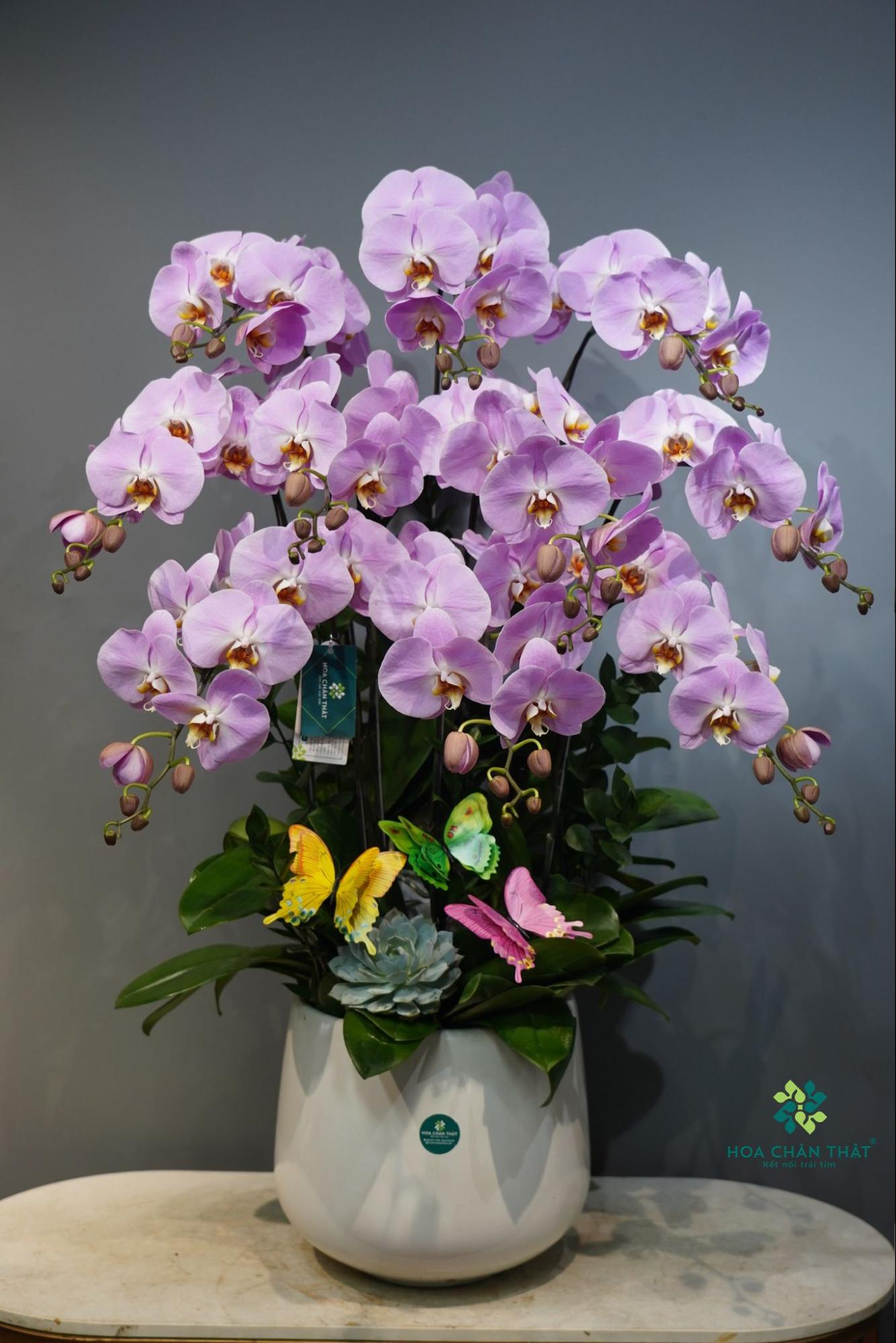 Hoa lan khai trương – Thời khắc vàng cho khởi đầu tài lộc image1