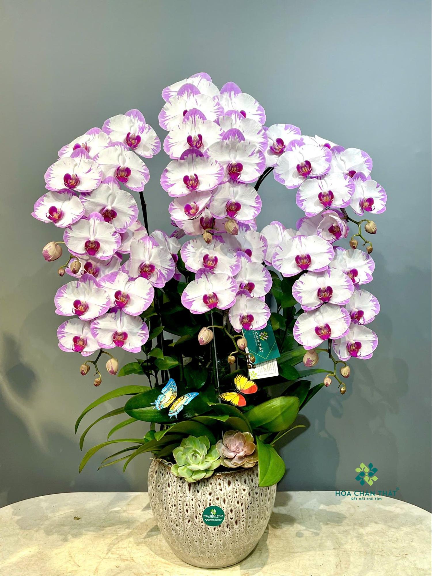 Hoa lan khai trương – Thời khắc vàng cho khởi đầu tài lộc image2
