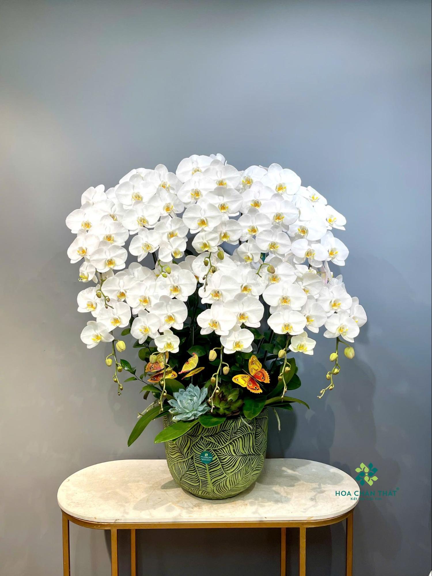 Top 5 Chậu Hoa Lan Hồ Điệp Tặng Thầy Cô – Gửi Gắm Lời Chúc Top 5 Chậu Hoa Lan Hồ Điệp Tặng Thầy Cô – Gửi Gắm Lời Chúc