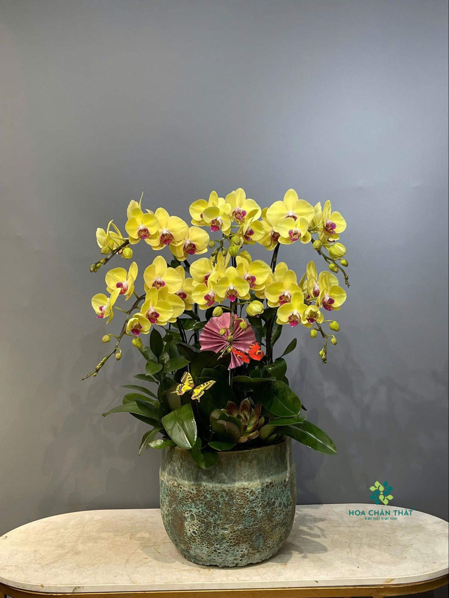Hoa lan khai trương – Thời khắc vàng cho khởi đầu tài lộc image6