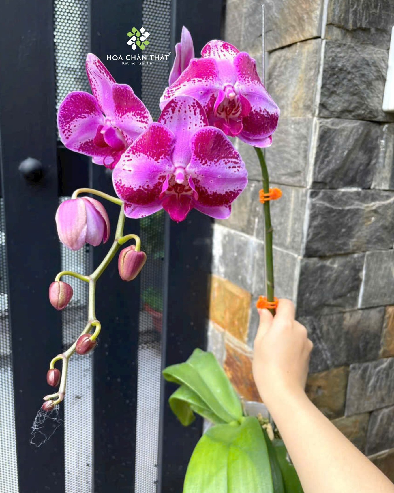 Tại Sao Nên Lựa Chọn Mua Hoa Lan Hồ Điệp Tại Hoa Chân Thật? met