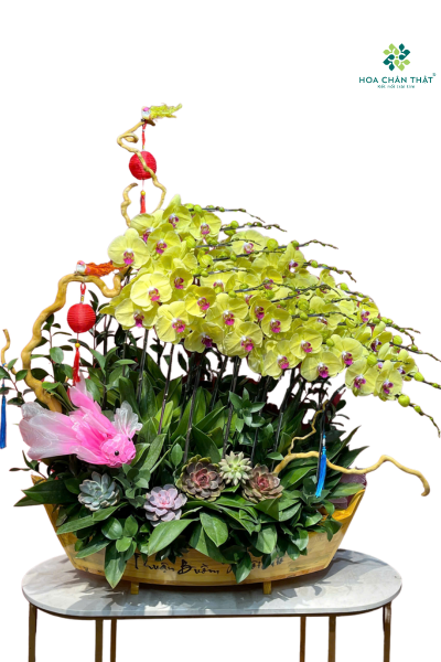 Thuyền Hoa Lan Vàng 8 Cành – Phú Quý Vinh Hoa