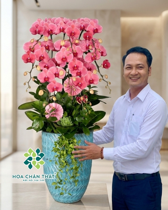 Chậu Lan Hồ Điệp Đỏ Dâu 8 Cành Phát – Phú Quý Chậu Lan Hồ Điệp Đỏ Dâu 8 Cành Phát – Phú Quý