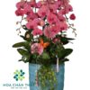 Chậu Lan Hồ Điệp Đỏ Dâu 8 Cành Phát - Phú Quý