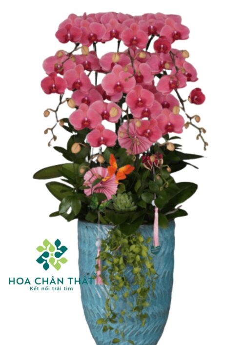 Chậu Lan Hồ Điệp Đỏ Dâu 8 Cành Phát - Phú Quý Đỏ