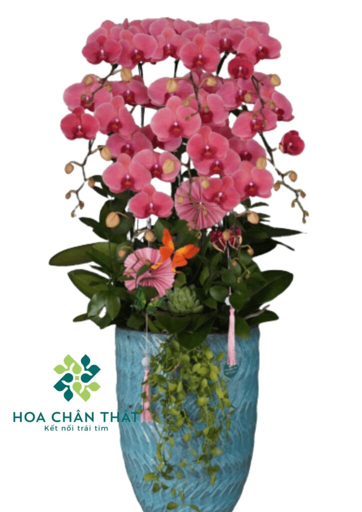 Chậu Lan Hồ Điệp Đỏ Dâu 8 Cành Phát – Phú Quý Chậu Lan Hồ Điệp Đỏ Dâu 8 Cành Phát – Phú Quý