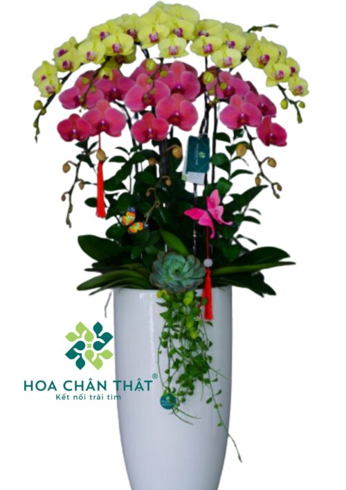 Chậu Lan Hồ Điệp Vàng Đỏ 8 Cành – Hòa Sắc Phú Quý