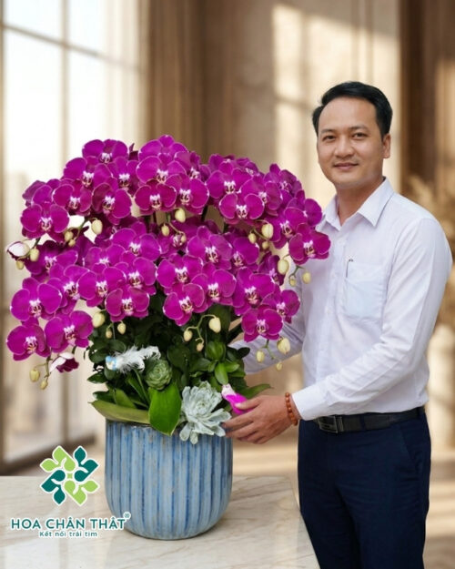 Chậu lan hồ điệp tím 9 cành – Phú Quý Trường An