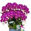 Chậu lan hồ điệp tím 9 cành – Phú Quý Trường An