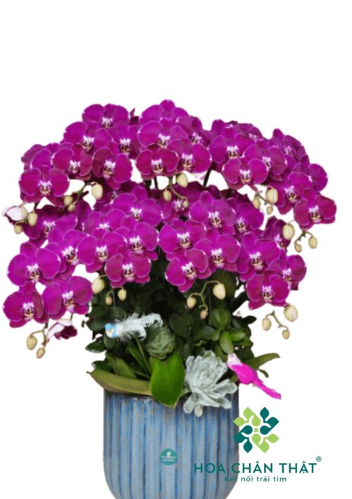 Chậu lan hồ điệp tím 9 cành – Phú Quý Trường An