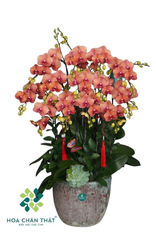 Lan Hồ Điệp Cam Gốc Đôi 12 Cành – Hân Hoan