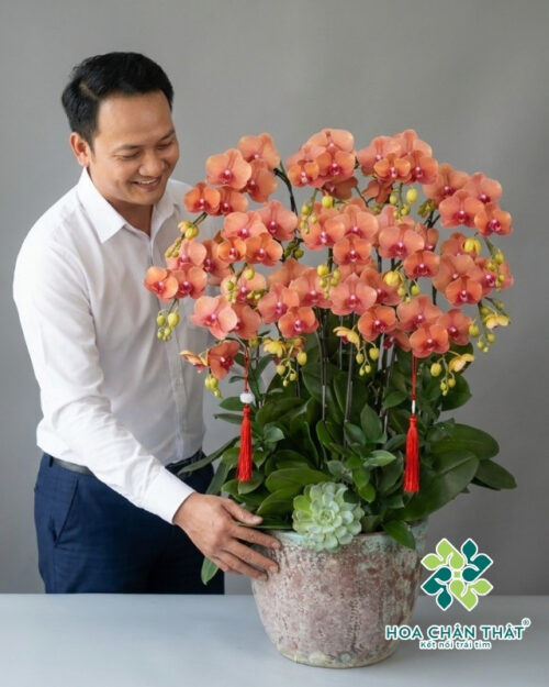 Lan Hồ Điệp Cam Gốc Đôi 12 Cành – Hân Hoan