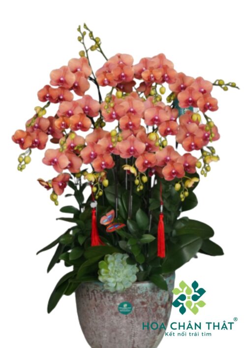 Lan Hồ Điệp Cam Gốc Đôi 12 Cành – Hân Hoan