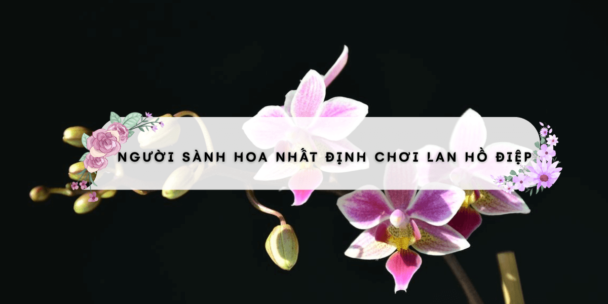 Nguoi Sanh Hoa Nhat Dinh Choi Lan Ho Diep 1