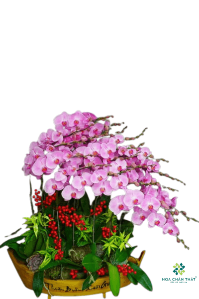 Thuyền Lan Hồ Điệp Hồng Tím – Yêu Thương Gắn Kết