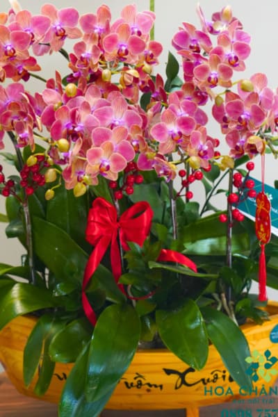 Thuyền Lan Hồ Điệp Mini – Thuận Buồm Vàng