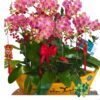 Thuyền Lan Hồ Điệp Mini – Thuận Buồm Vàng