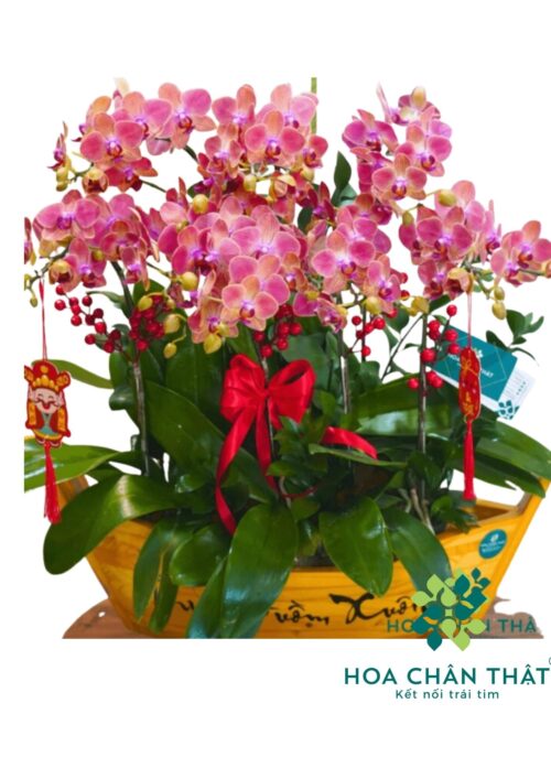 Thuyền Lan Hồ Điệp Mini – Thuận Buồm Vàng