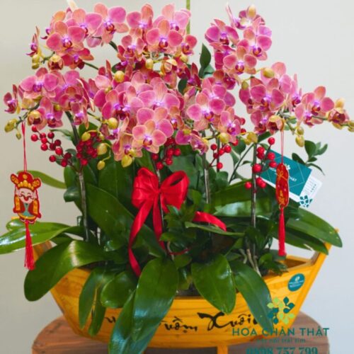 Thuyen Lan Ho Diep Mini – Thuan Buom Vang 2