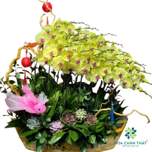 Thuyền Lan Hồ Điệp Vàng 20 Cành – Phú Quý Vinh Hoa