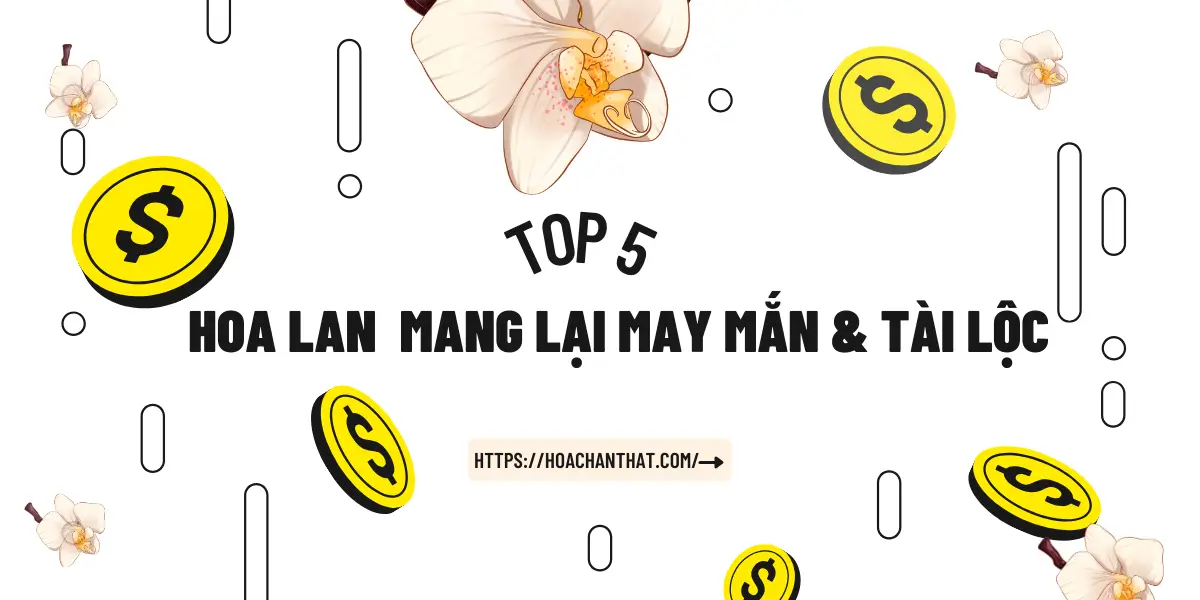 Top 5 Loai Hoa Lan Tot Mang Lai May Man Tai Loc