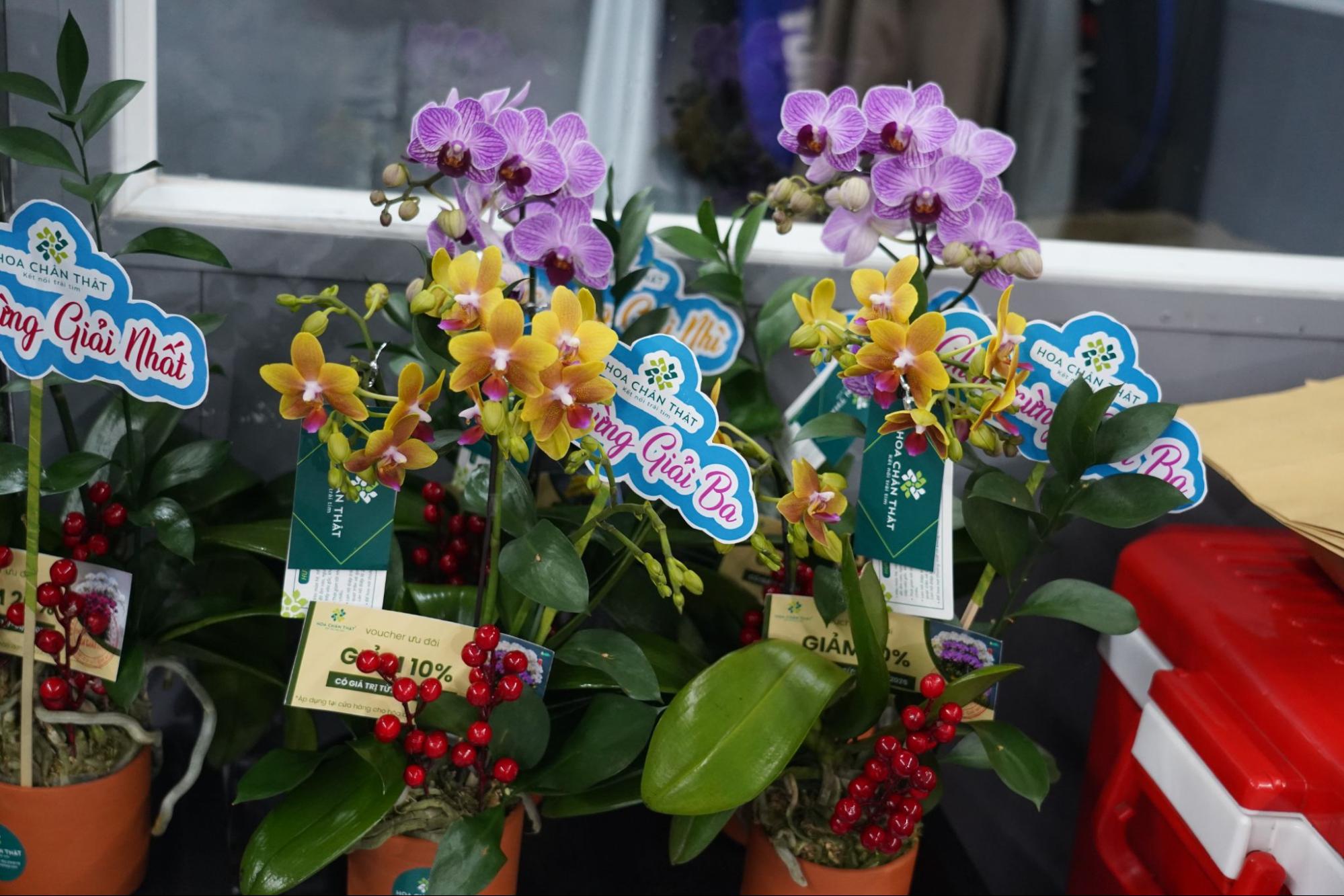 LAN HỒ ĐIỆP MINI ĐỂ BÀN: GIẢI PHÁP CHO KHÔNG GIAN NHỎ image2 1