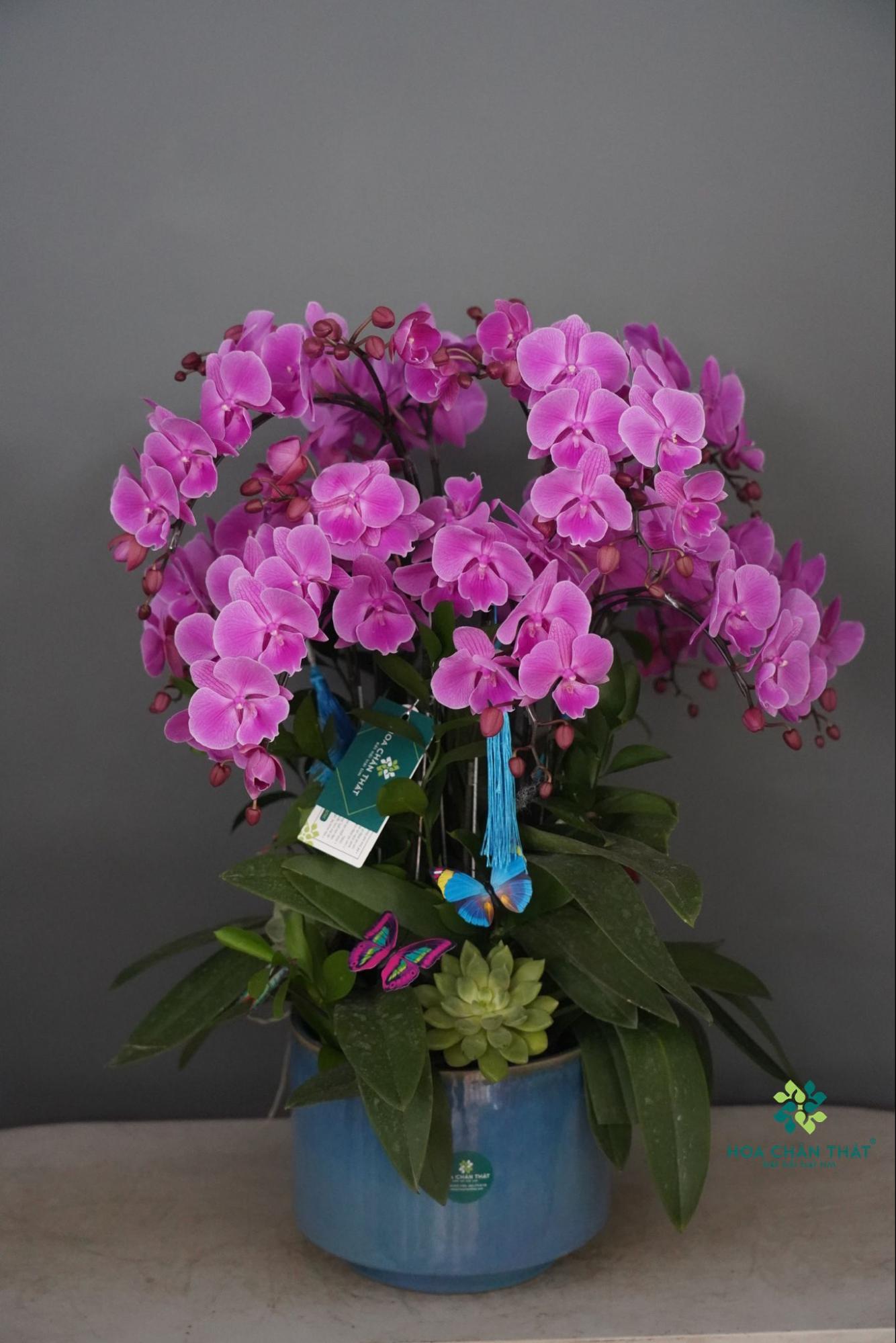 LAN HỒ ĐIỆP MINI ĐỂ BÀN: GIẢI PHÁP CHO KHÔNG GIAN NHỎ image6 1