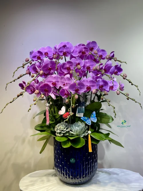 Chậu Lan Hồ Điệp 14 Cành – Trăng Vàng Đoàn Viên